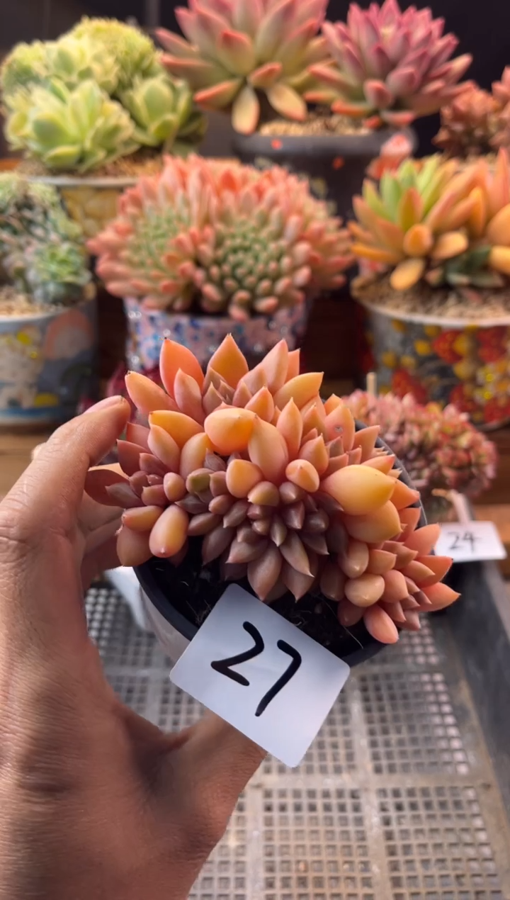 12.9-27红象牙缀化1111111111