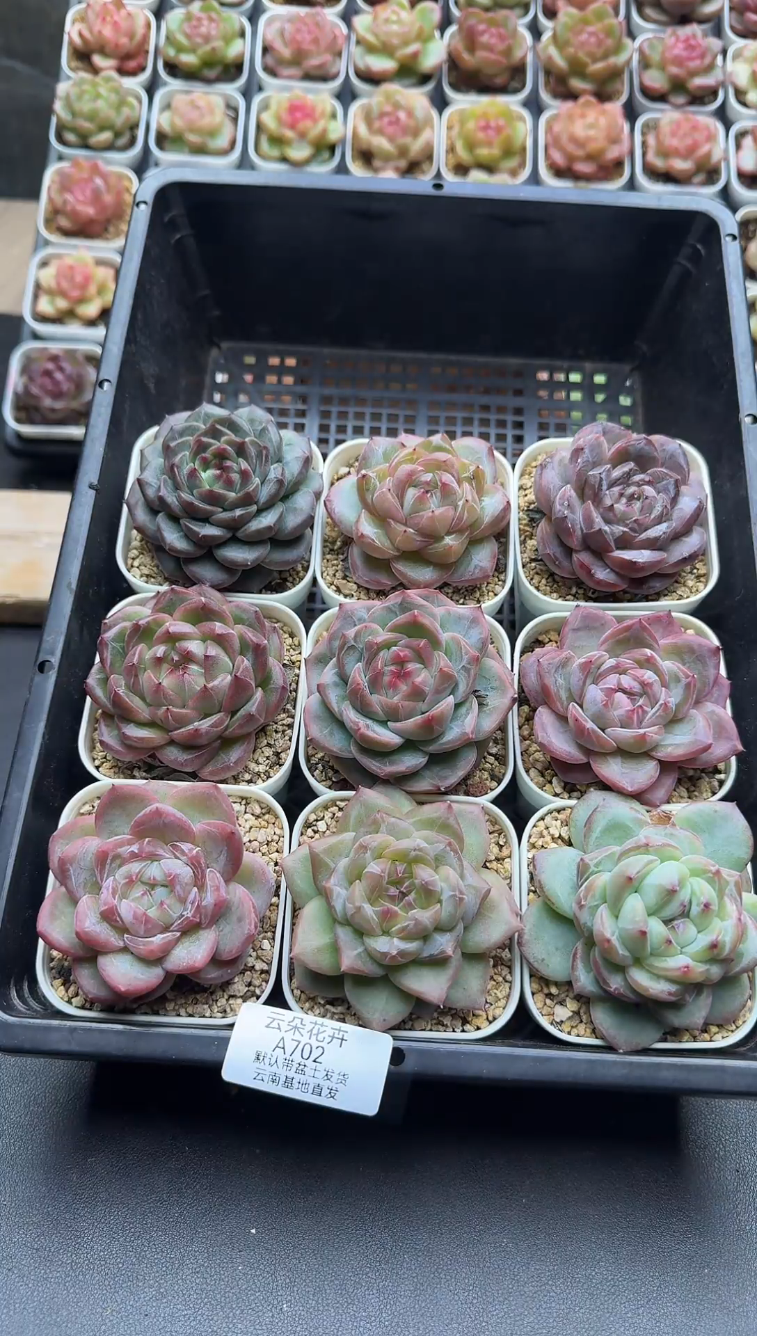 珍妮杂交多肉A702