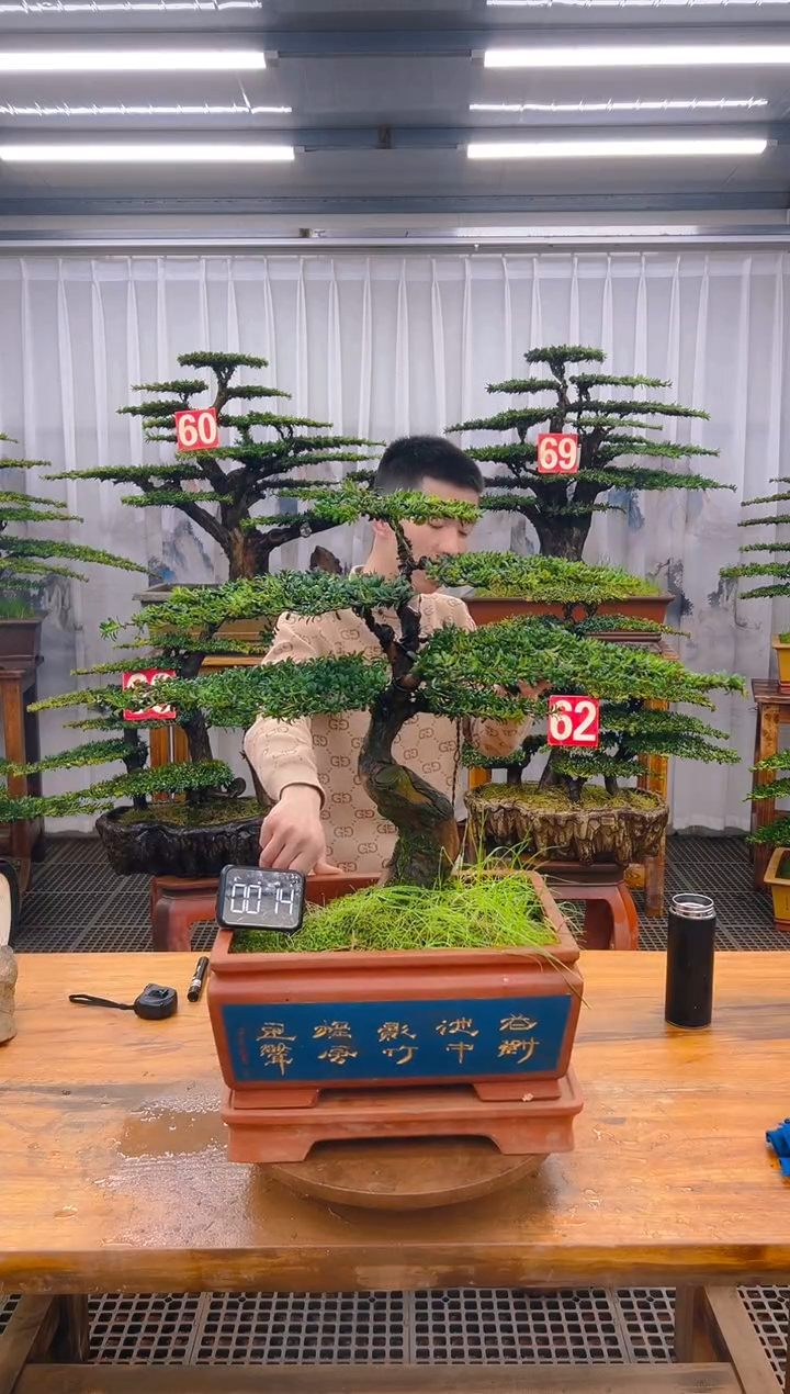 【闪购商品】紫砂精品盆景直播间一物一拍