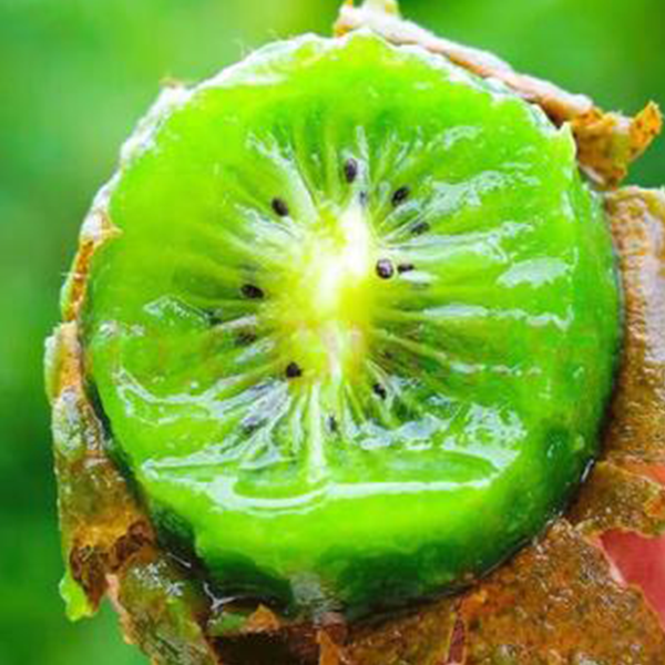 贵州修文贵长猕猴桃新鲜现摘现发香甜多汁当季水果修文猕猴桃