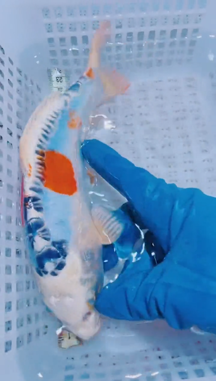 锦鲤血统锦鲤全场包邮3