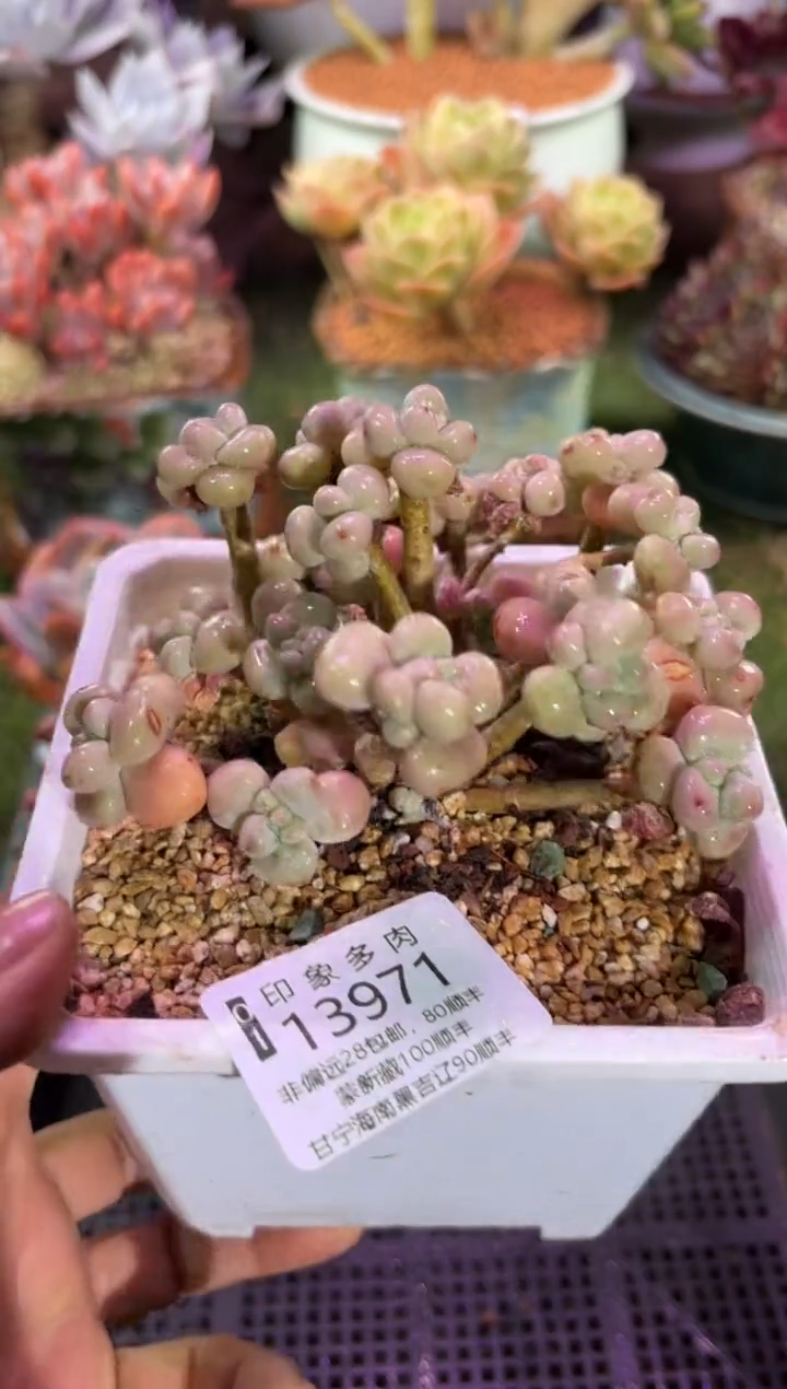 【闪购商品】13971