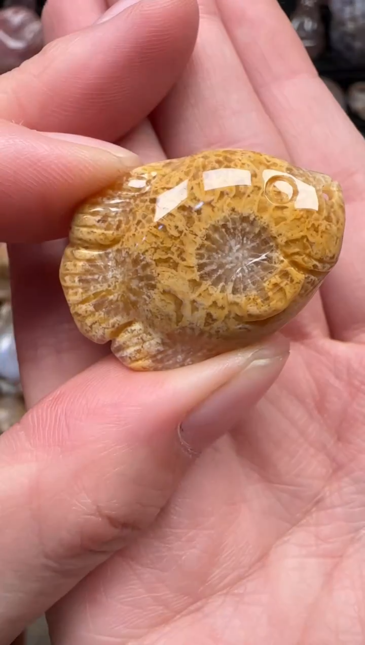 颈饰未镶嵌硅化珊瑚（珊瑚玉）698