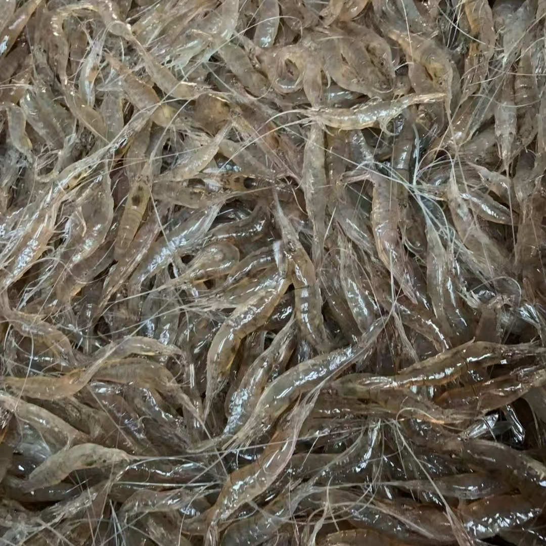 本港小海虾5盒 肉质鲜嫩 急冻锁鲜发货 顺丰包邮