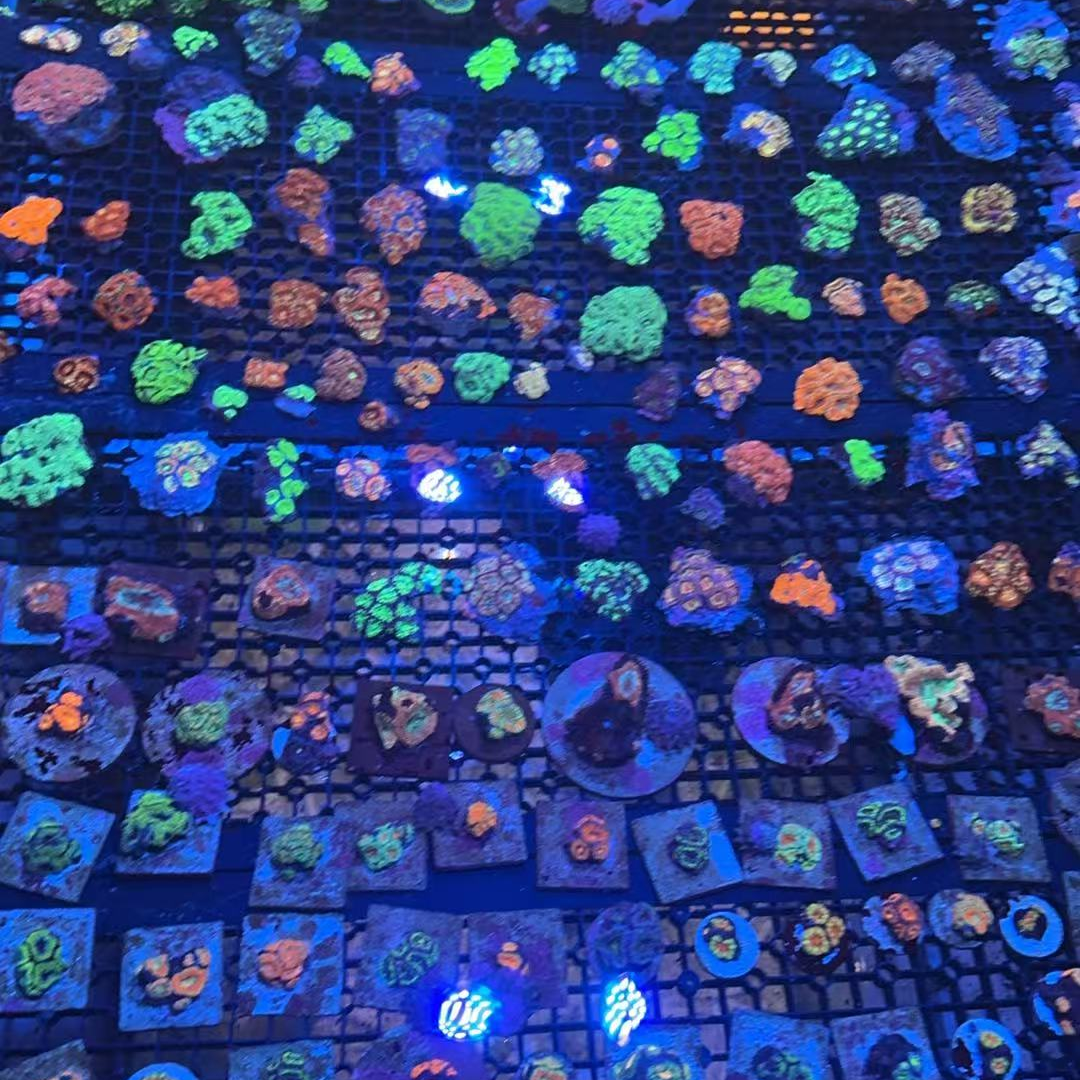 海缸水草富士火柴蛙卵提子花瓶脑类橘石脑圣杯