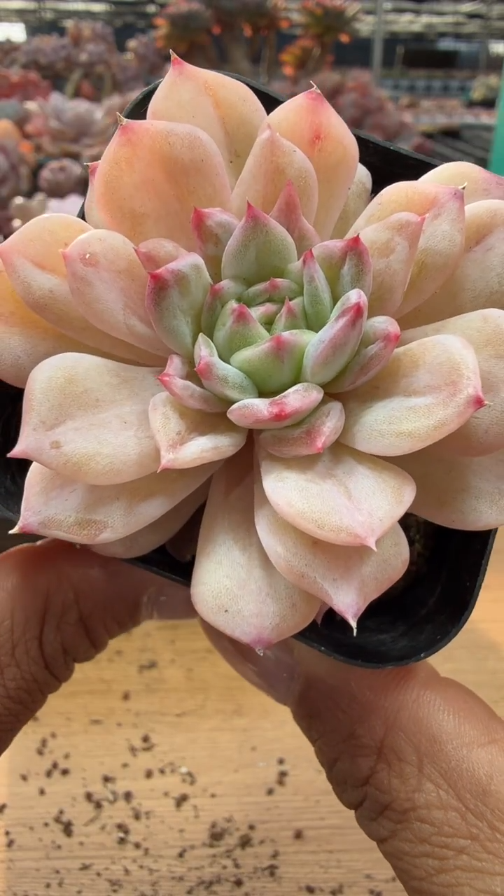 东云多肉园二店-72