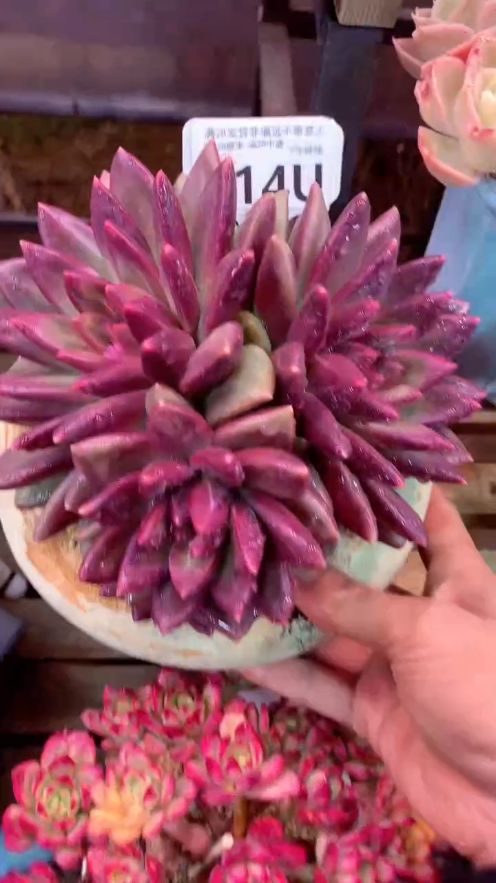 214 U（一物一拍，精品多肉，w所见即所得 ）