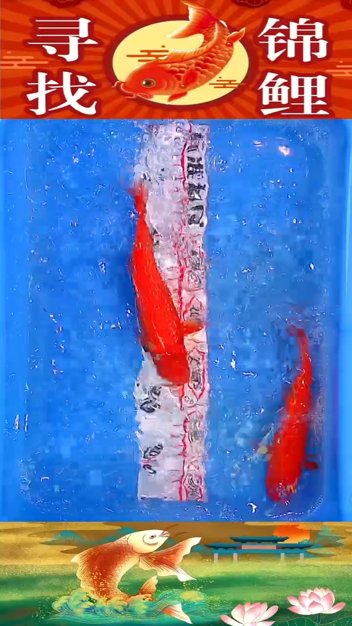 海水鱼精品冷水黄金鱼纯种观赏锦鲤鱼好养耐活17