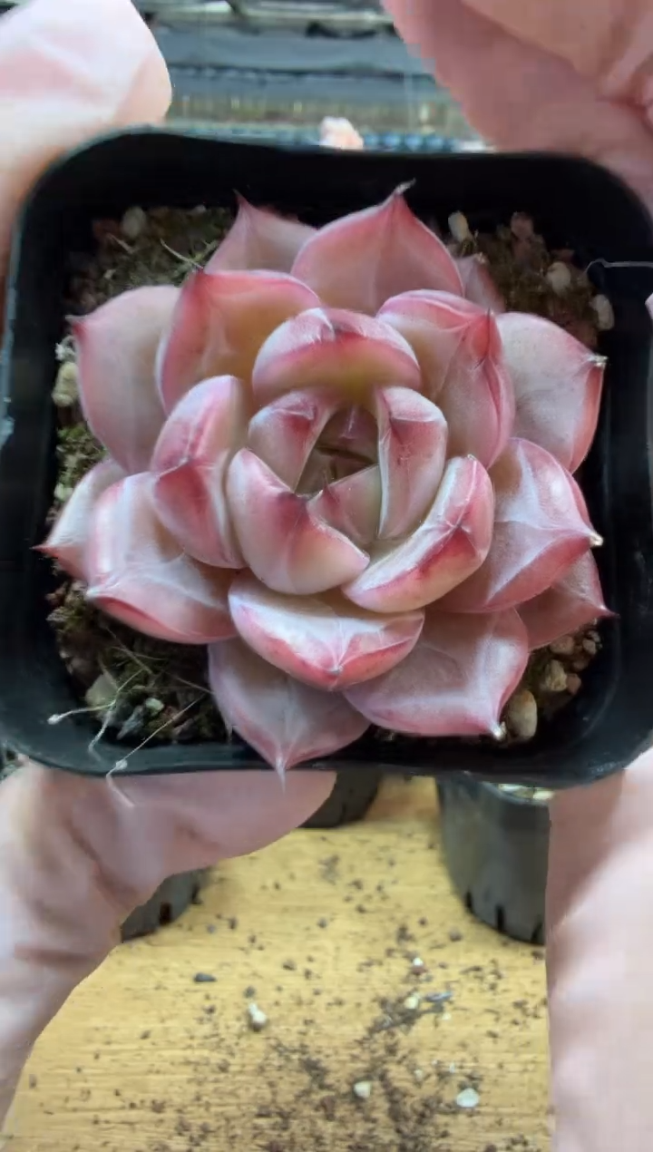 东云多肉园三店-110