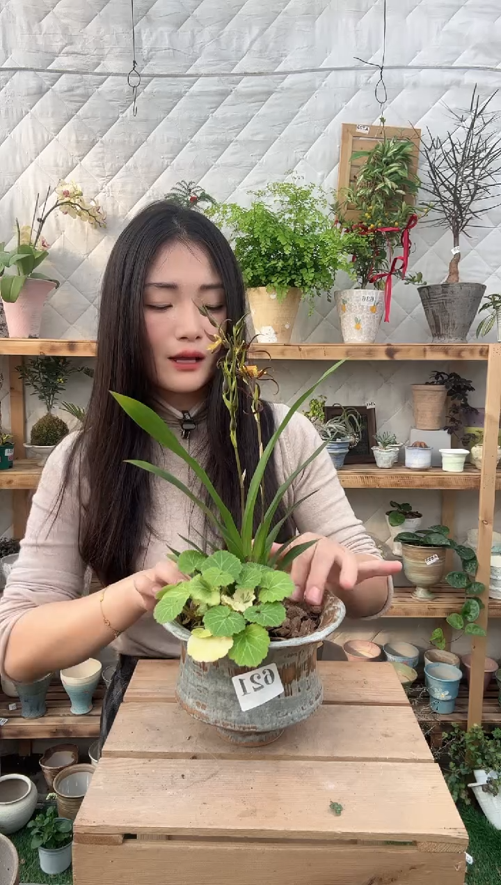 无花朵621蜘蛛兰加盆一套