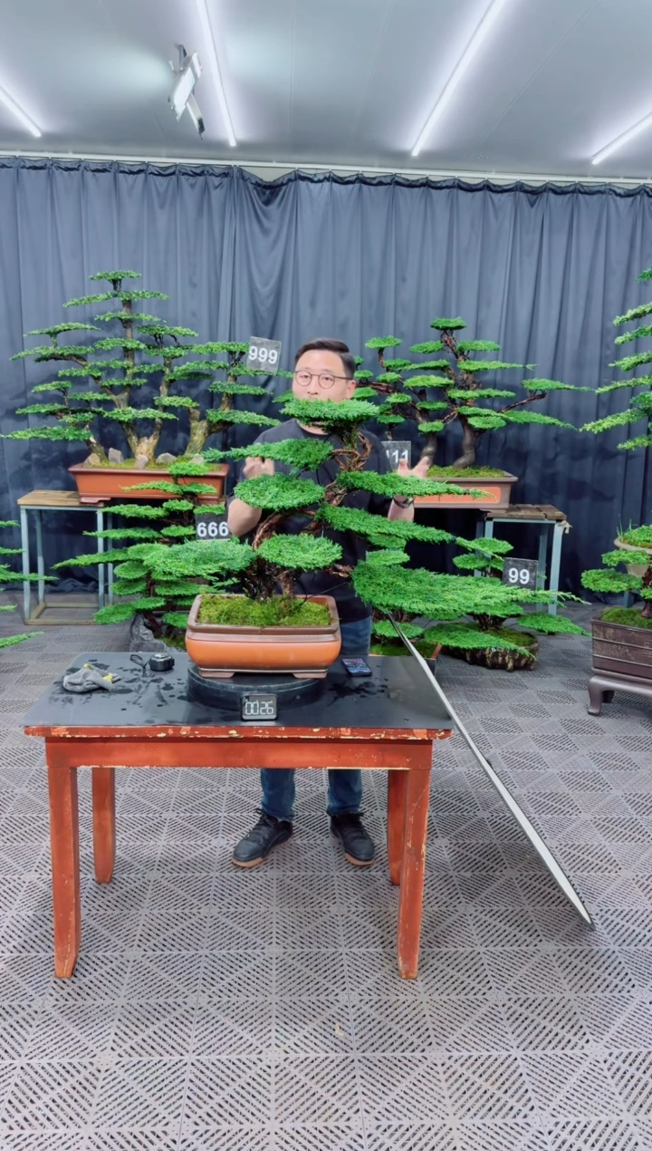 无花朵济州真柏盆景........