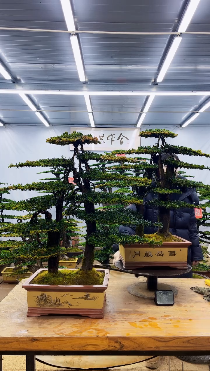 无花朵一物一拍·所见即所得