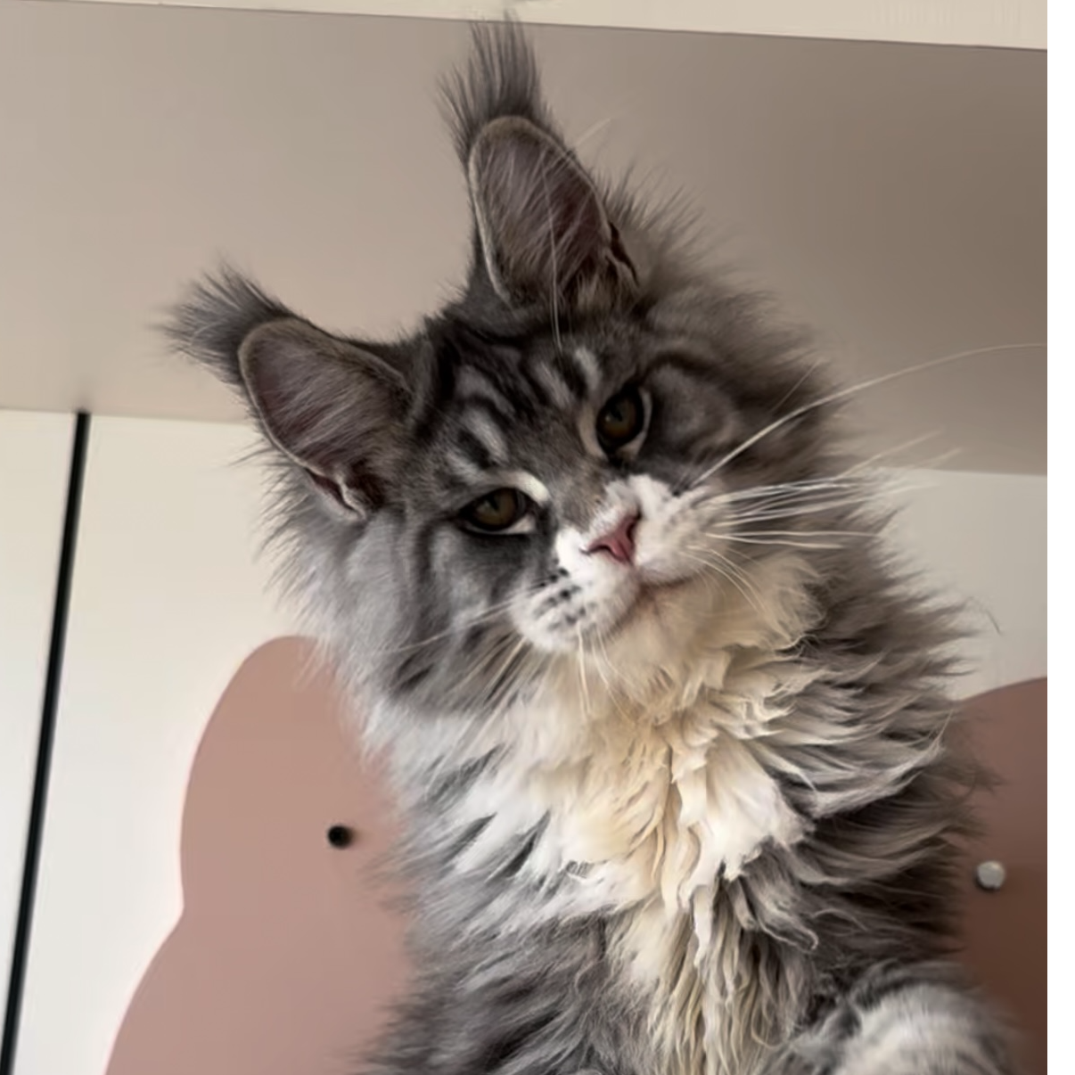 【比奇堡缅因猫】活体猫咪