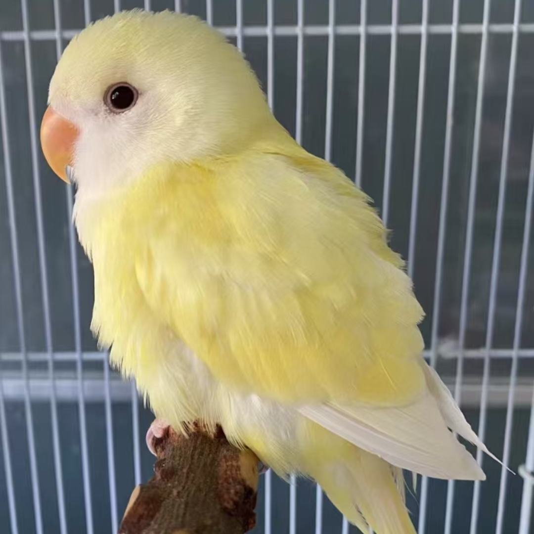 牡丹鹦鹉 活体幼鸟专用链接