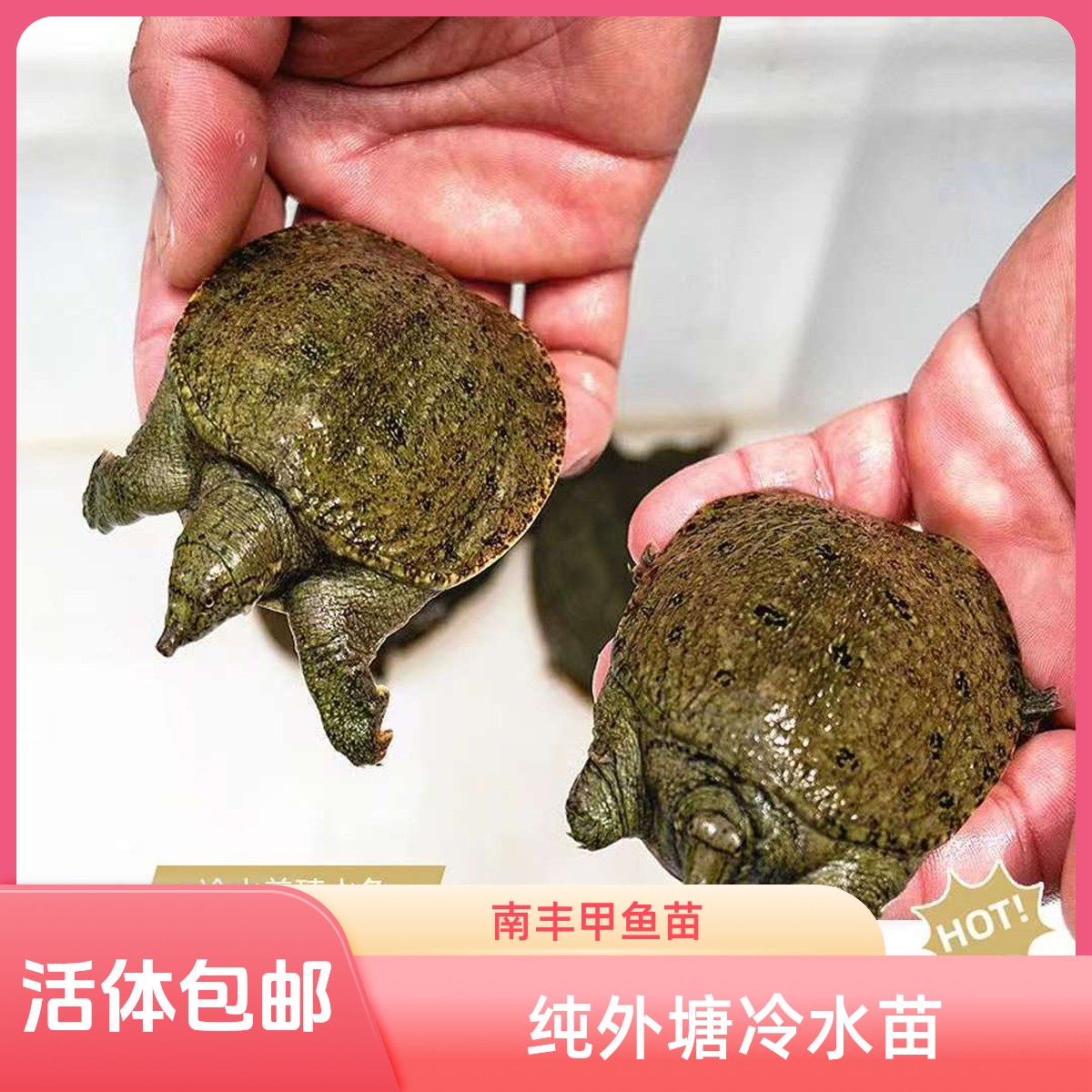 江西南丰大规格中华外塘冷水甲鱼苗鲜活活体鳖团鱼水老鳖批发包邮