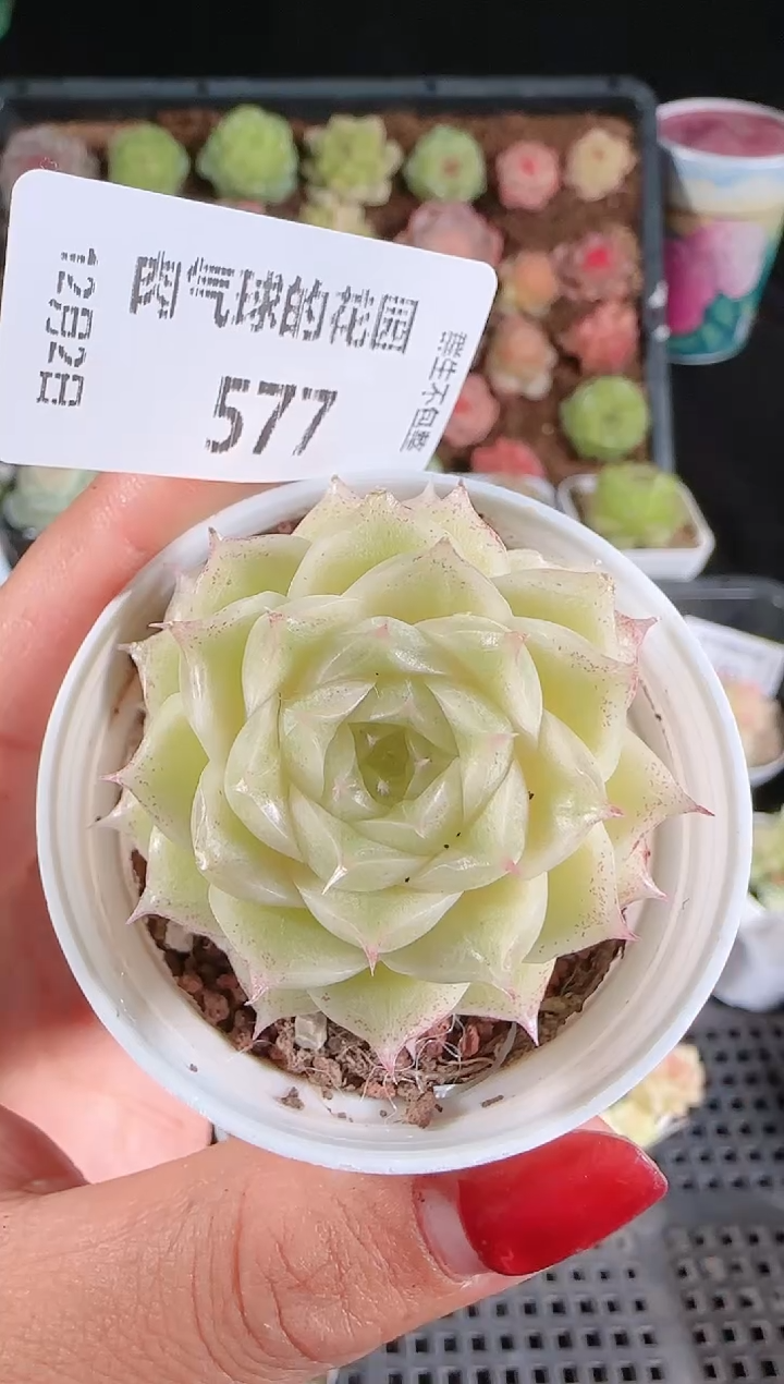 1202-577菠萝23-3多肉群生不包整