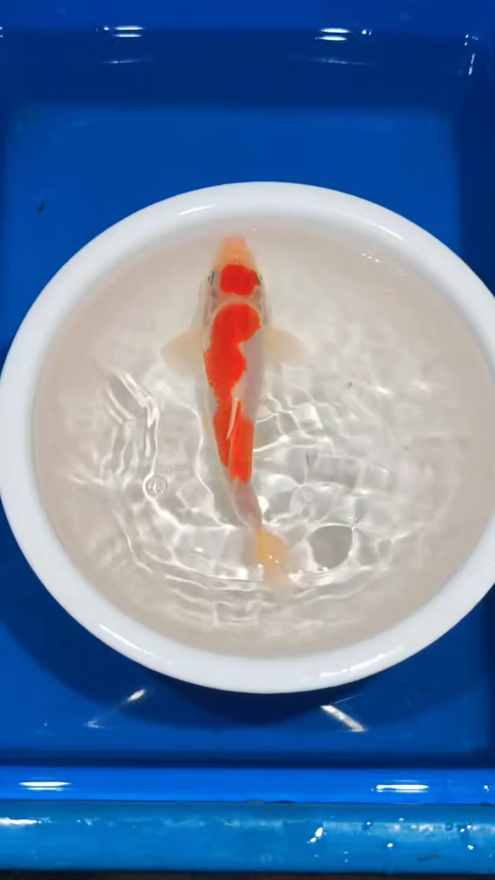 锦鲤004-松江红白（锦鲤统一发顺丰空运到付）