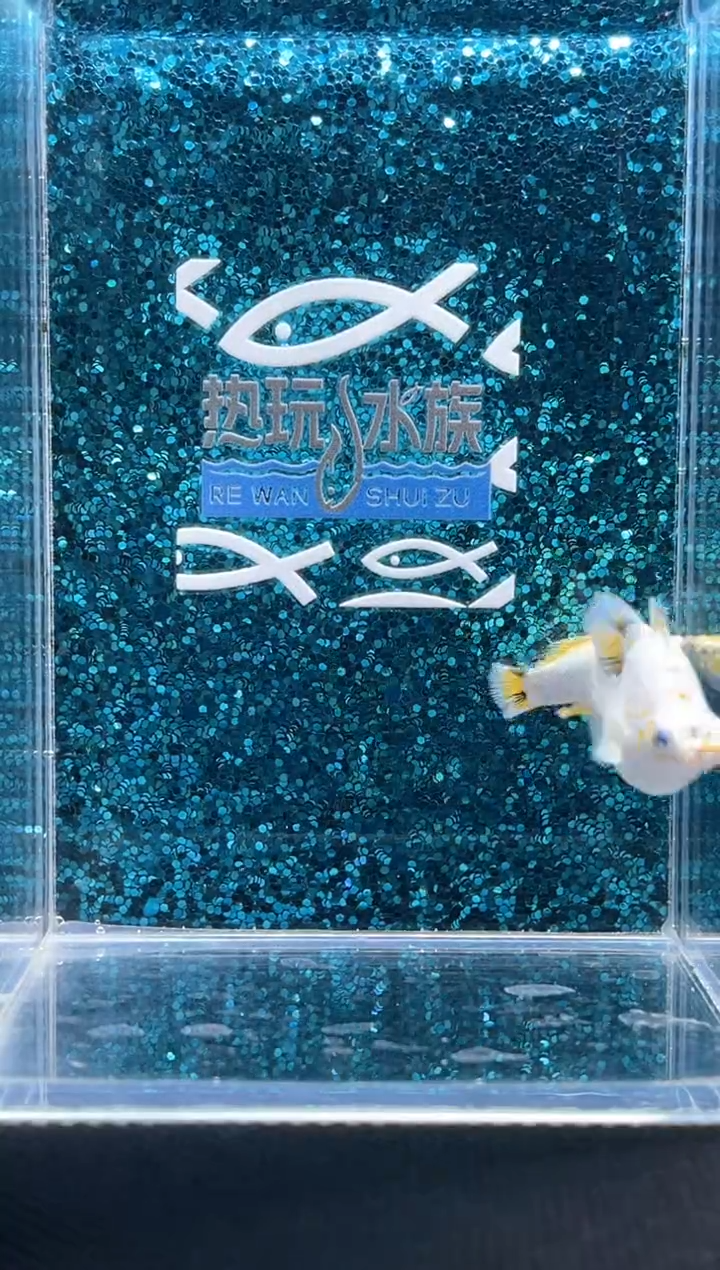 孔雀鱼三色玛丽 01