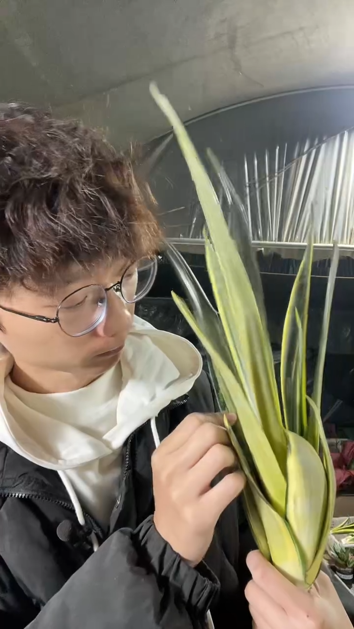 大号沙特裸根15.8