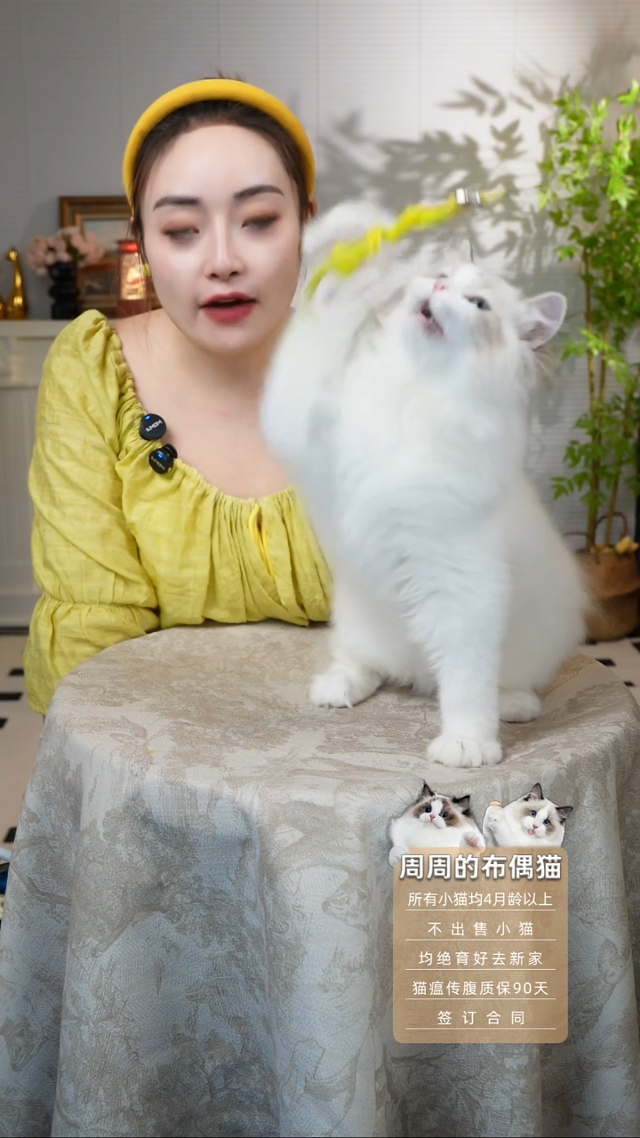 布偶猫周周的布偶猫链接米修