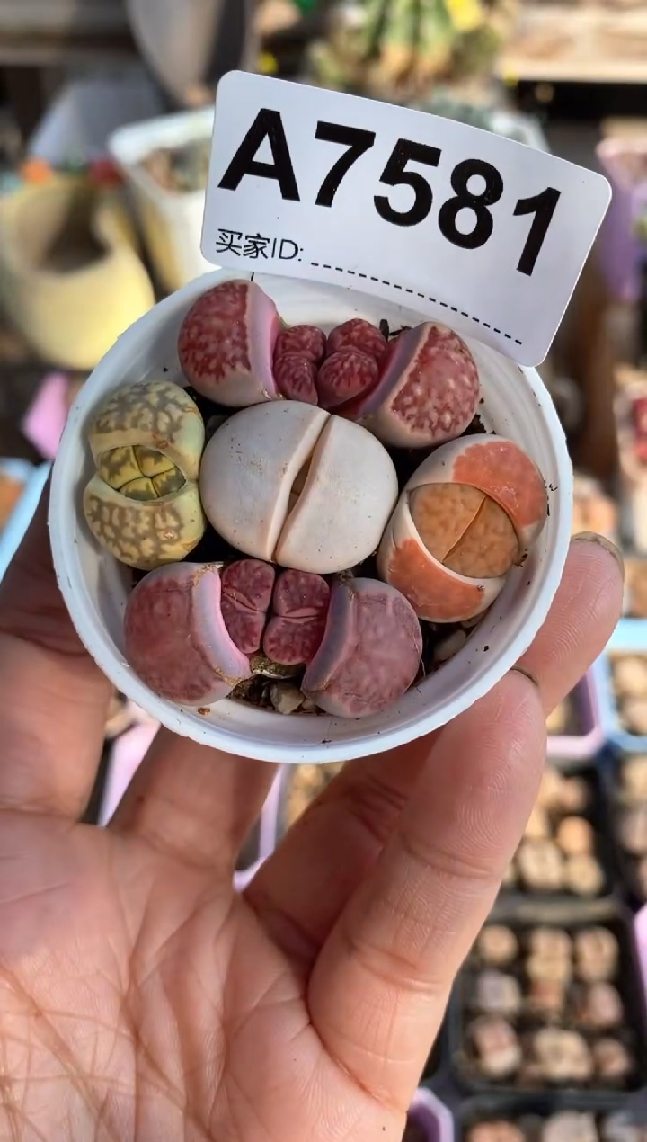 【闪购商品】7581直播一物一拍