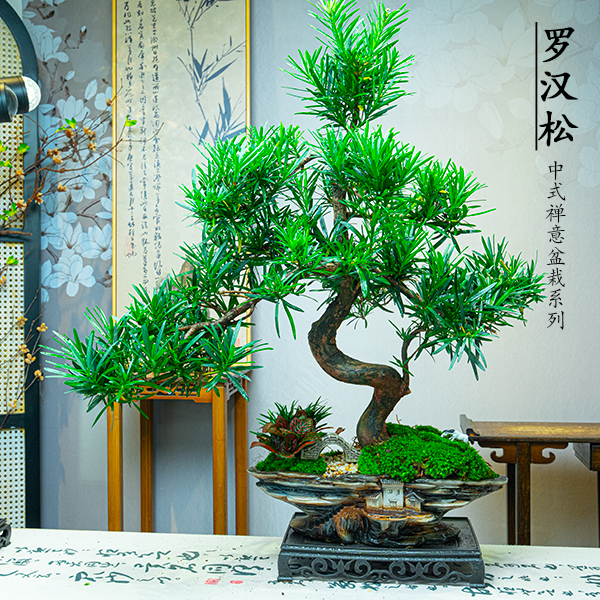 老桩S弯造型罗汉松盆景室内桌面盆栽四季常青好养美观