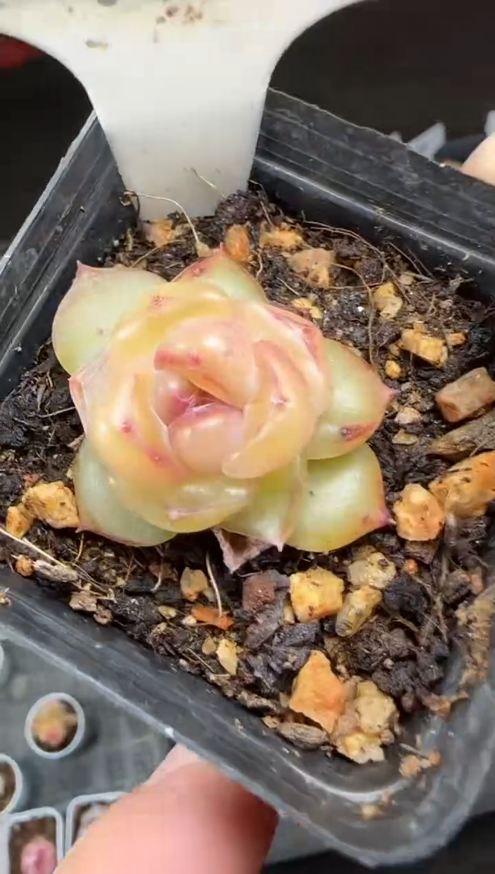 【闪购商品】一物一拍0217—53