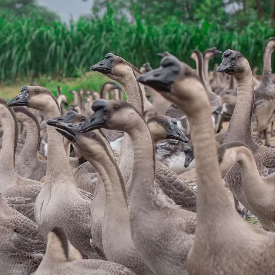 150天清远地通黑棕鹅+1只天农清远鸡 新鲜现宰