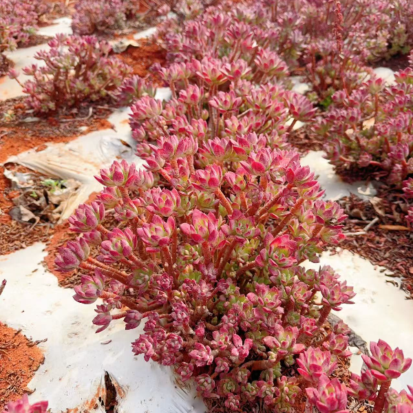 红稚莲拍一发二  精品多肉植物 新手好栽 好养 云南发货