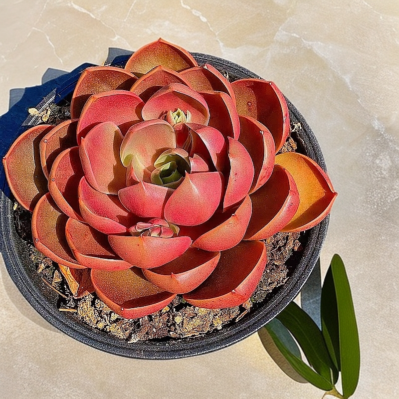 大红灯 带盆 多肉植物【多肉满15包邮】新手好养  红色 精品