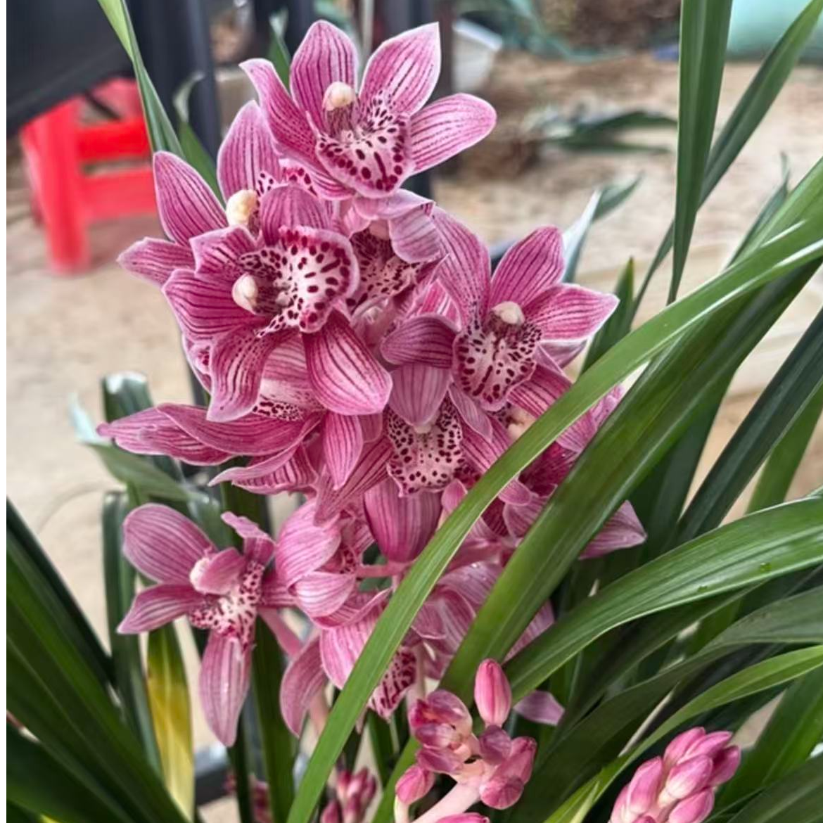 精品兰花【梦香妃】浓香型带花剑花苞的室内高档好养花卉