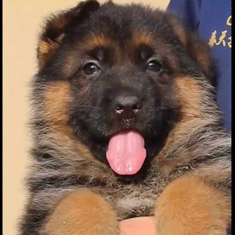 德国牧羊犬  伴侣犬活体适合看家护院当宠物狗狗