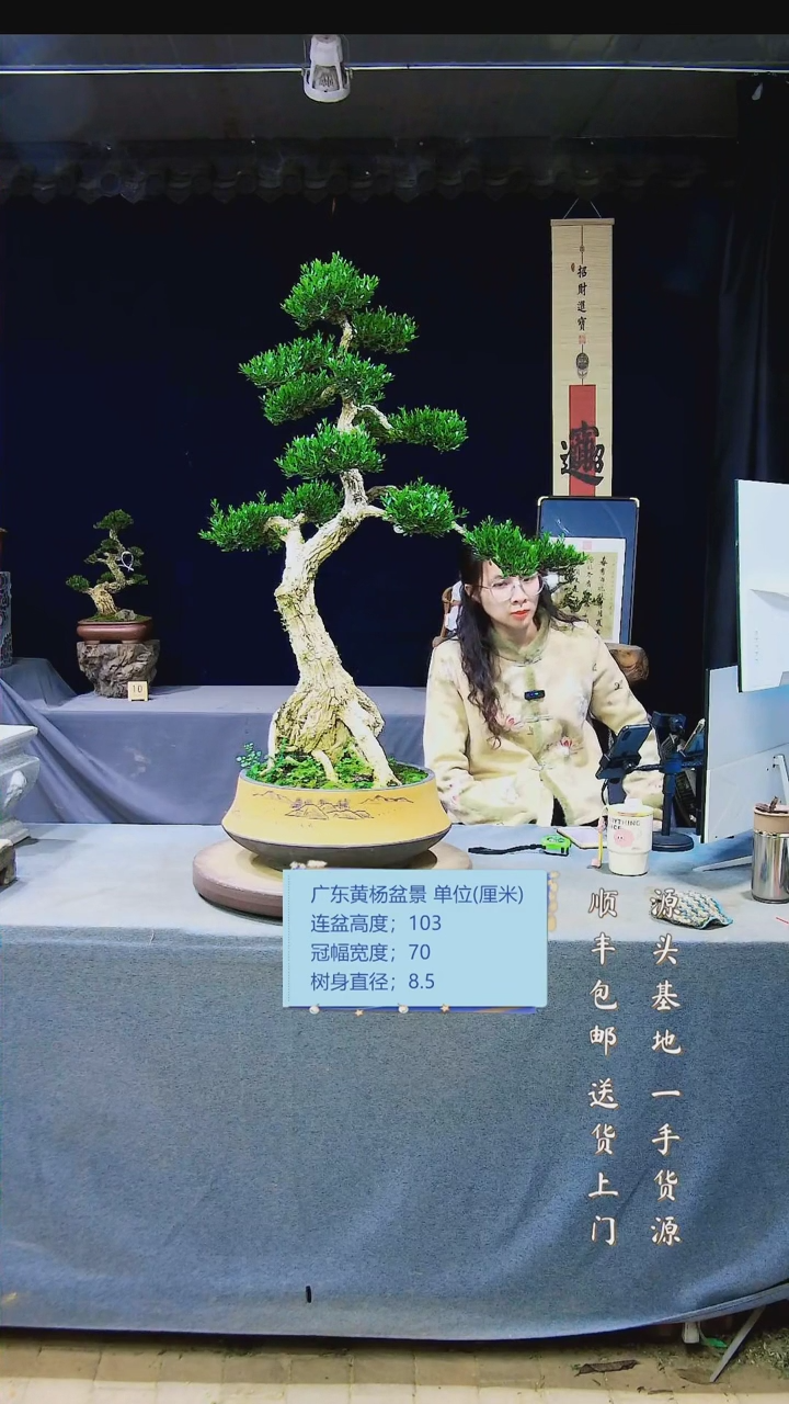 【闪购商品】雀舌黄杨盆景雀舌黄杨盆景