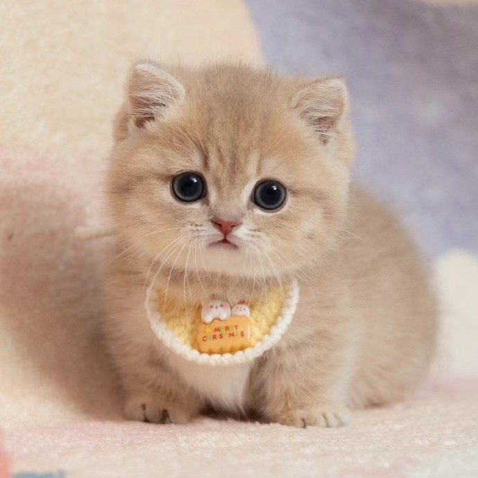 【全品类猫咪】金吉拉拿破仑金渐层蓝金缅因等宠物猫活体