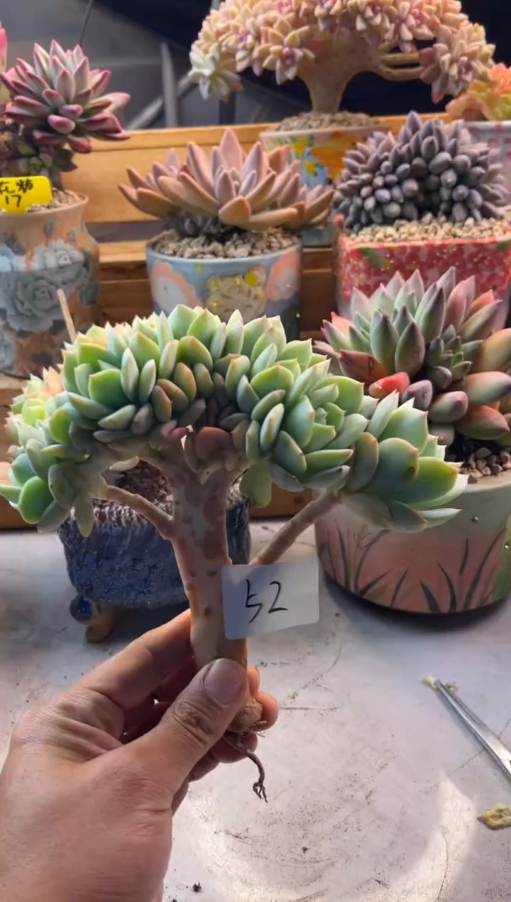 許*淩11.17-50恋曲缀化11111111