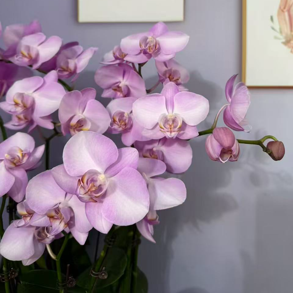 A16【粉红珍珠】精品蝴蝶兰、基地直发、室内花、花期长、年花、易养护