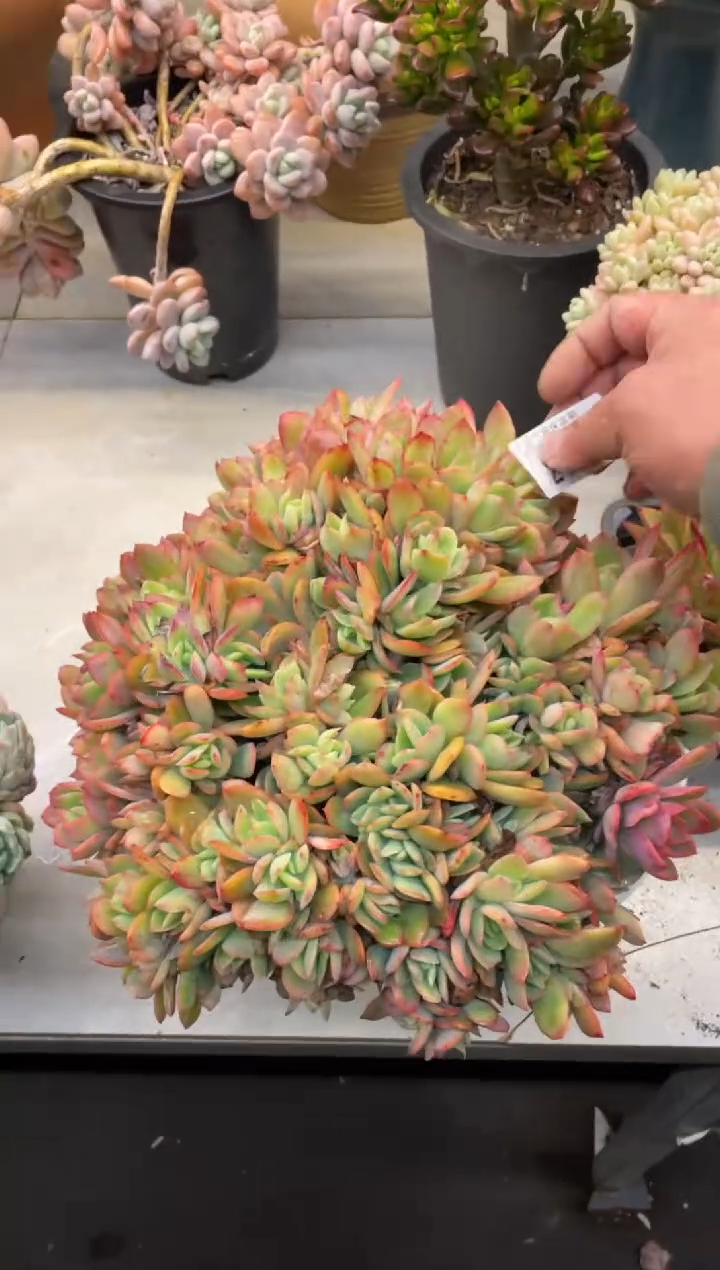 【闪购商品】279绮罗