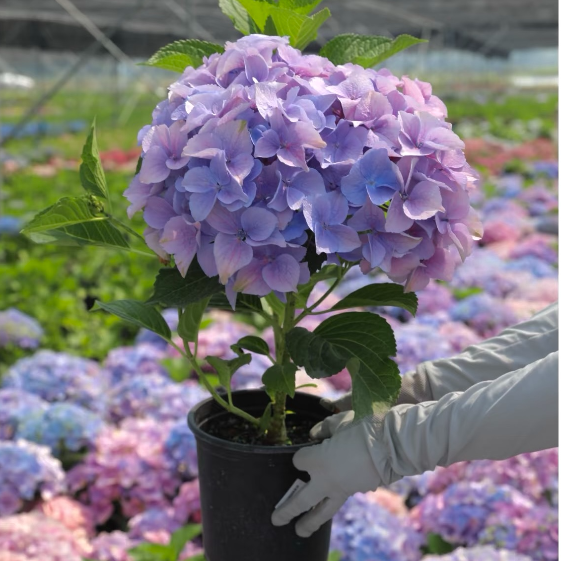 小海蓝绣球福利高品质