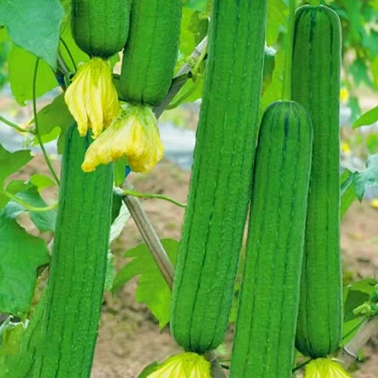 香丝瓜种子香嫩早熟四季种植南方北方丝瓜籽易成活