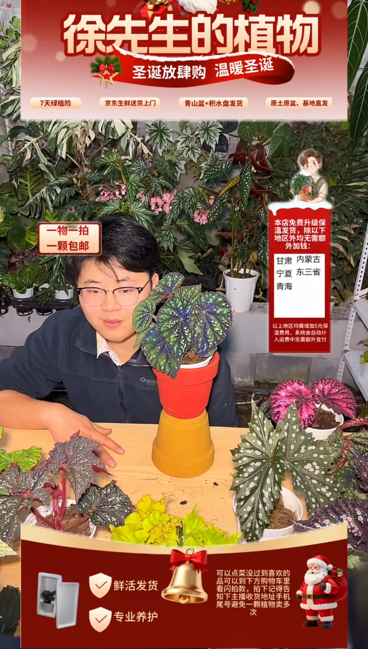 完全开放珠子秋海棠