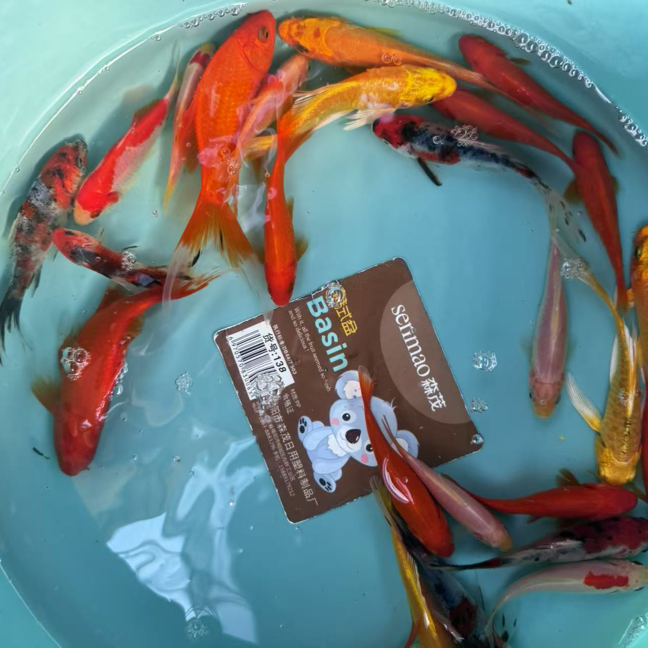 8号【锦鲤草金随机混搭10-12公分7条】好养冷水鱼德系锦鲤