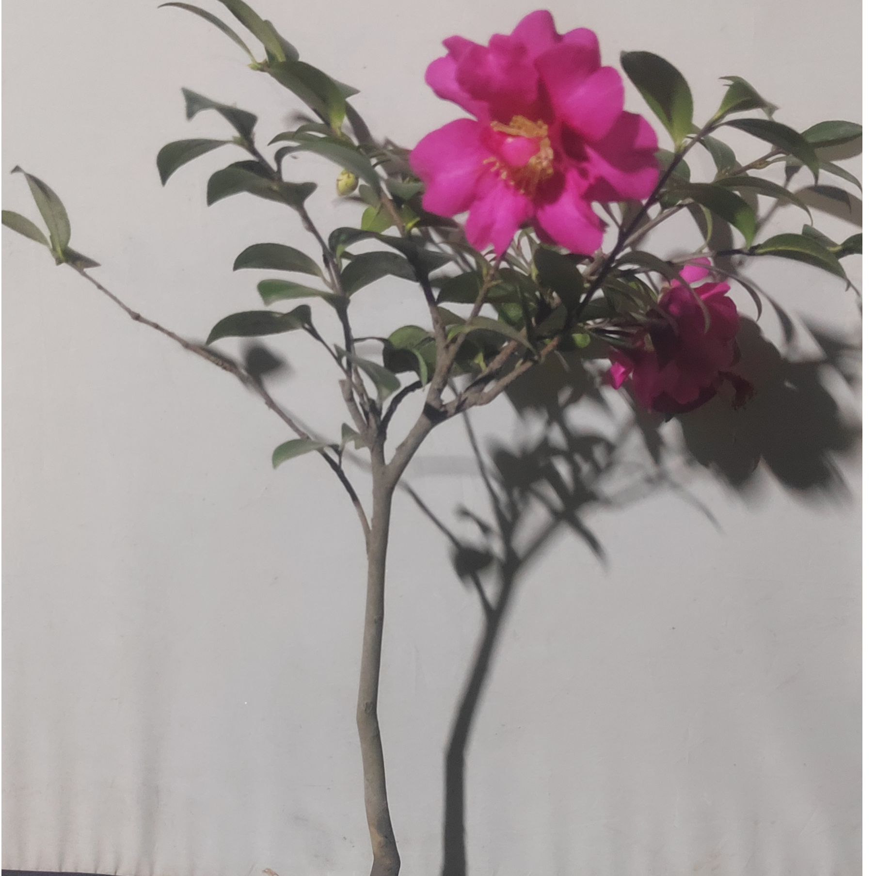 超高福利款小精品茶梅花