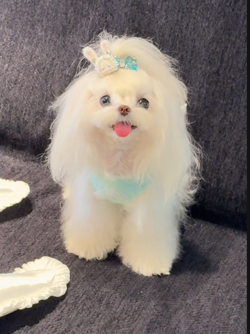 宠物衣服 下单 no退no换