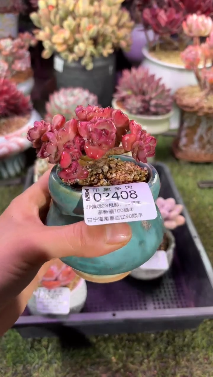 【闪购商品】02408