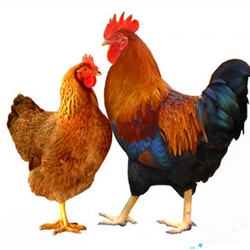 清远鸡整鸡生鲜肉质鲜美到手12只