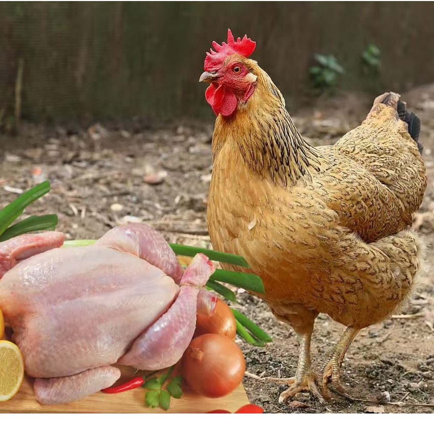 肉质鲜美 云南高原九斤红 五黑鸡 整鸡