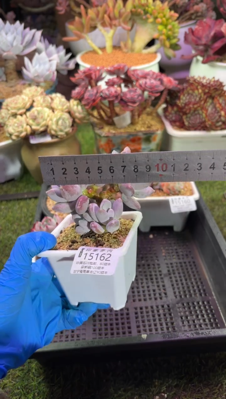 【闪购商品】15162