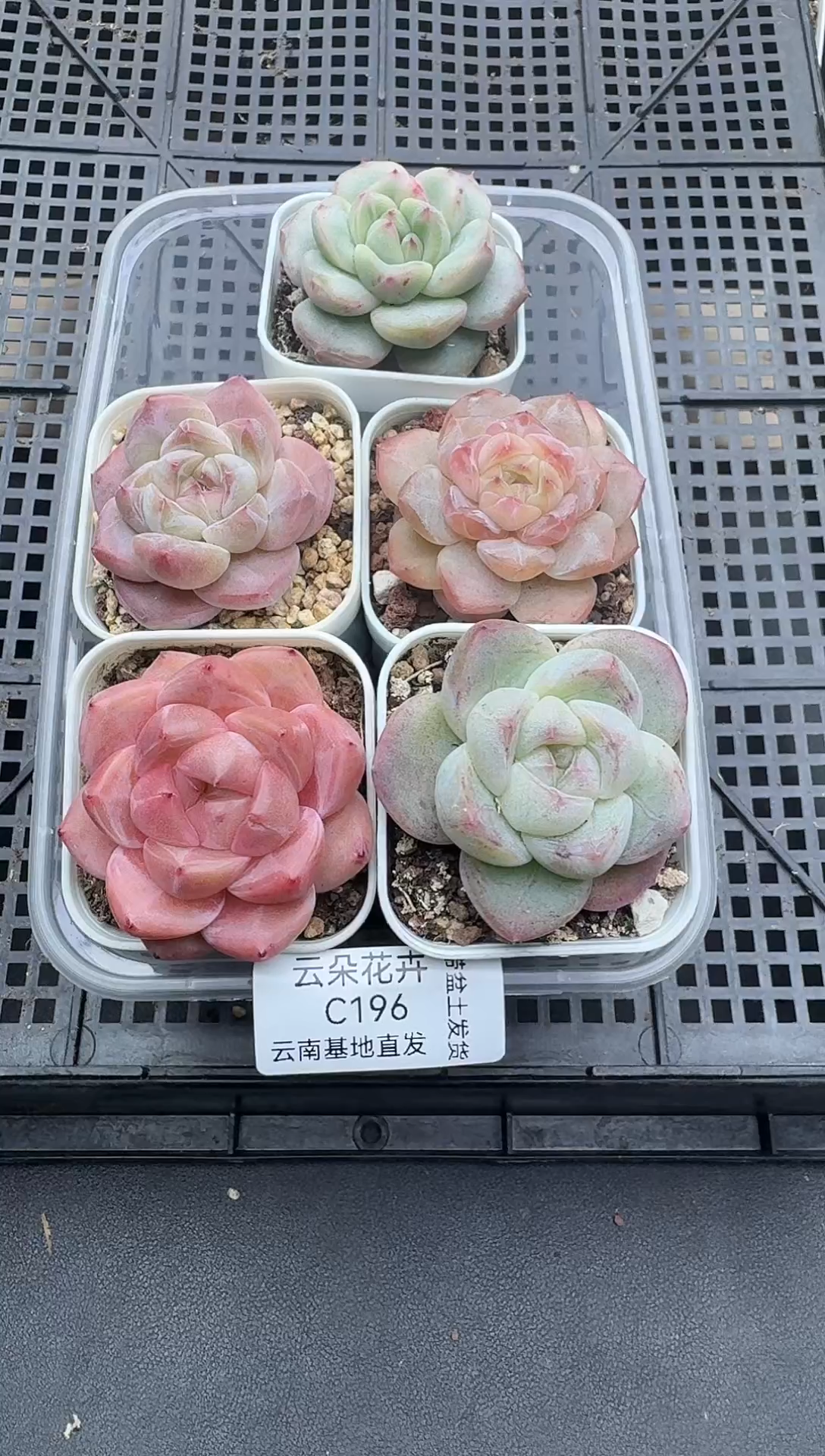 珍妮杂交多肉C196