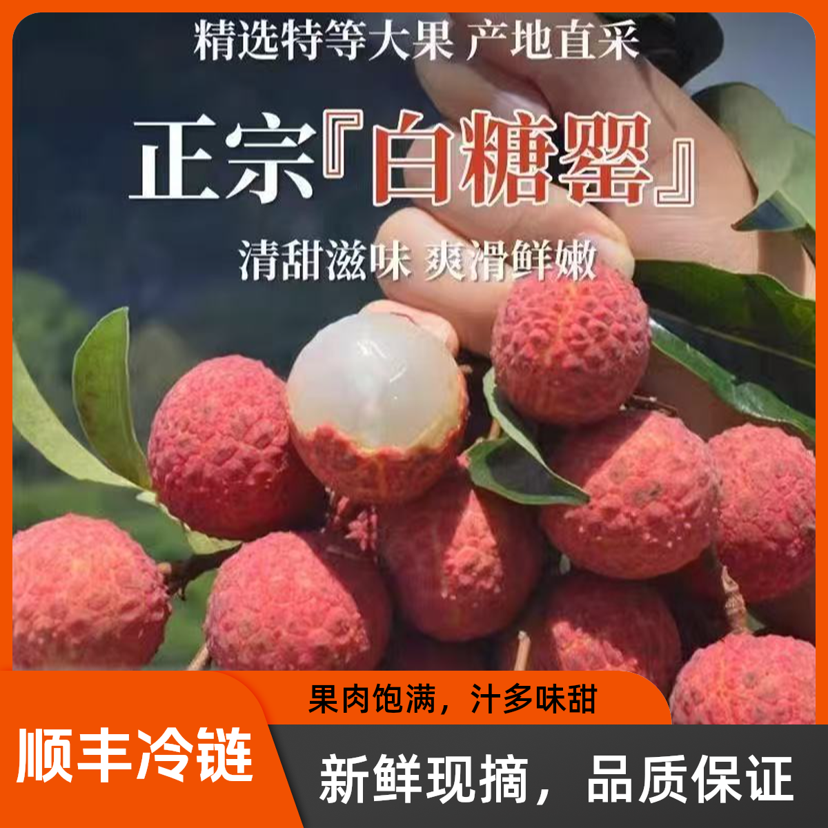 【顺丰冷链】高州老树白糖罂荔枝新鲜现摘现发水果当季纯甜孕妇大果