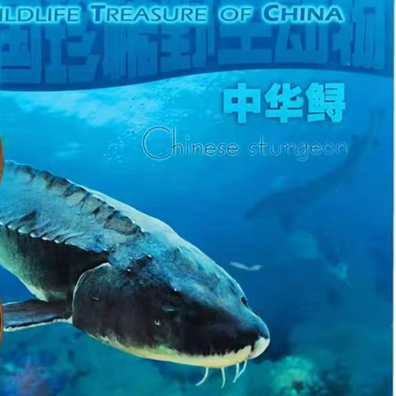 法定货币珍稀动物中华鲟纪念币康银阁卡册